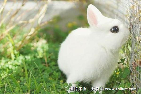 肉兔和宠物兔的区别有哪些？