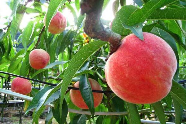 一颗桃树产多少斤