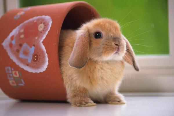 怎样养宠物兔 宠物兔吃什么
