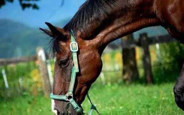 世界上最快的马时速能达到多少 世界十大名马品种及介绍
