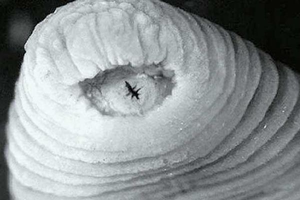 暴君水蛭有多恐怖？