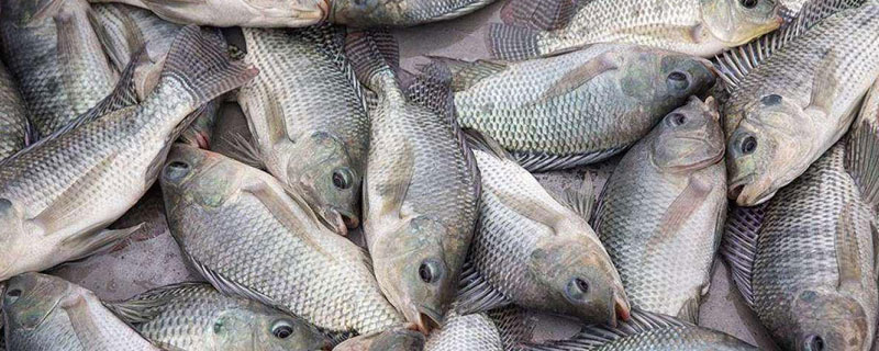 罗非鱼价格为什么便宜