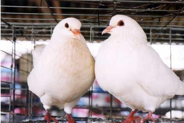 笼养肉鸽保健砂配方有哪些？笼养肉鸽的常见疾病怎么防治？