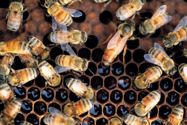 九个养蜂小技巧