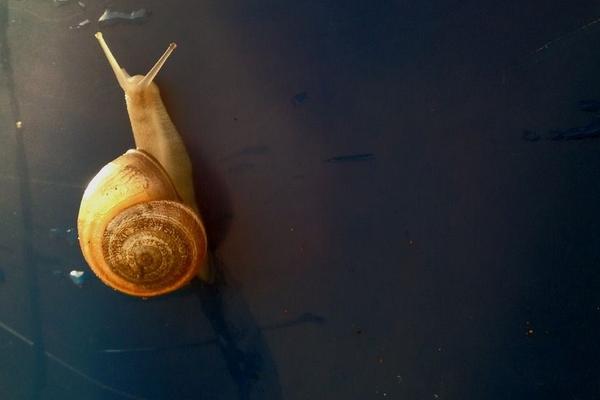 蜗牛是不是昆虫 蜗牛怎么分公母
