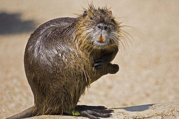 海狸鼠吃什么食物饲料？