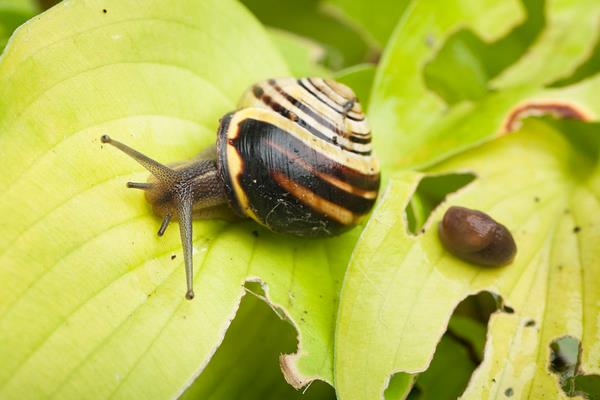 蜗牛用什么呼吸？