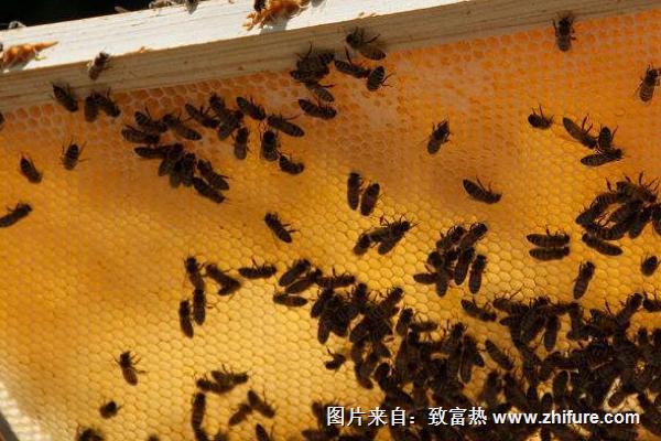 养蜂如何防马蜂？