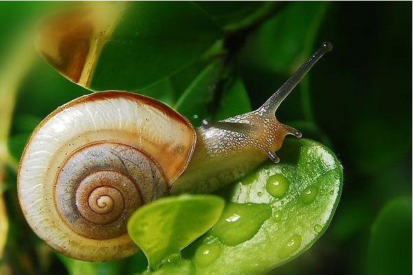 蜗牛为什么怕盐 蜗牛生活在什么地方