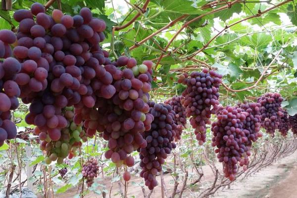 葡萄种植施肥时间和方法