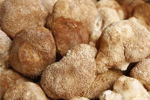 猴头蘑菇怎么吃 猴头蘑菇市场价格多少钱一斤
