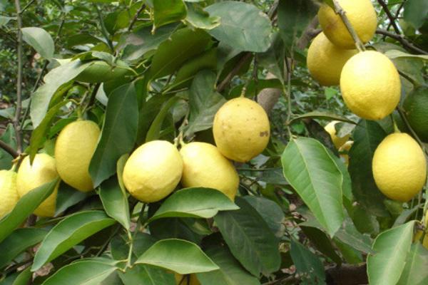 柠檬种植时间