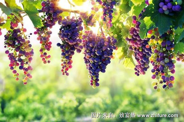 葡萄的种植方法和技术