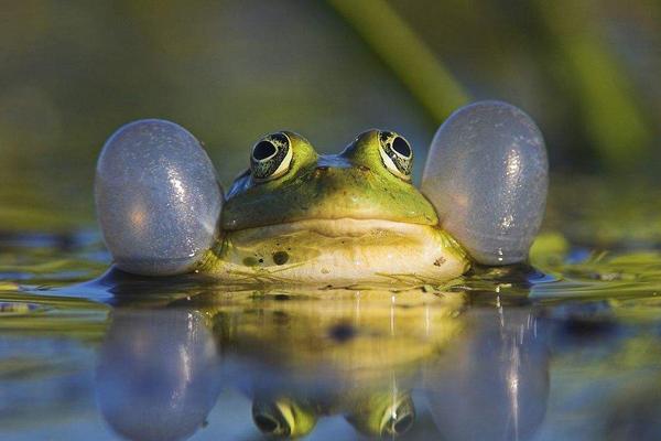 青蛙为什么晚上会叫？