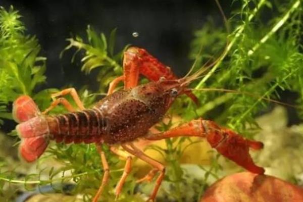 小龙虾池塘养殖方法及注意事项