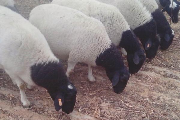 黑头杜泊绵羊和白头杜泊绵羊的区别是什么？