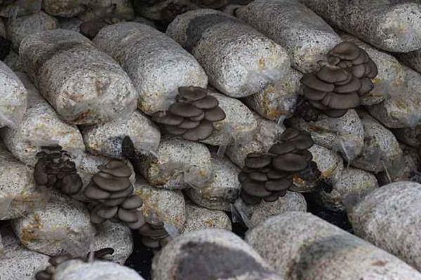 蘑菇菌包怎么种植方法