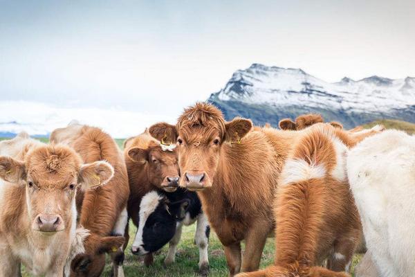 2018养奶牛赚钱吗？奶牛养殖的利润与投资成本及前景预测