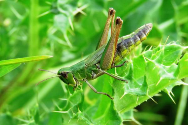 蝗虫的呼吸器官是什么 蝗虫靠什么呼吸