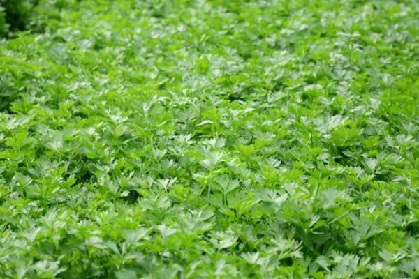 芹菜最快的种植方法 芹菜种植技术
