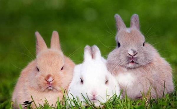 养兔有补贴吗 养兔子的利润