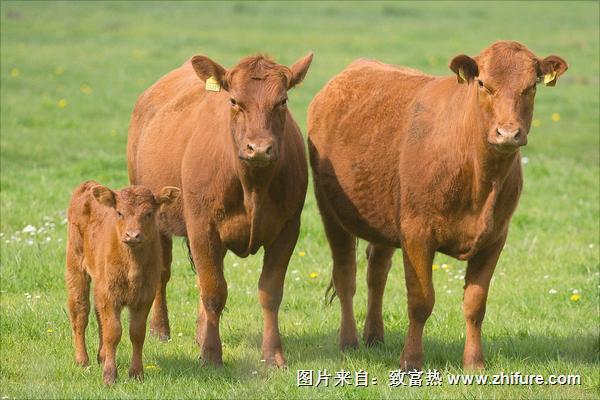 水牛和黄牛区别是什么？