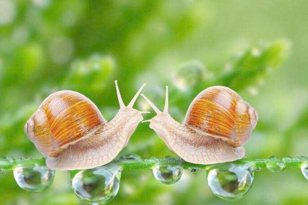 蜗牛的寿命一般有多长 为什么雨后蜗牛会出来