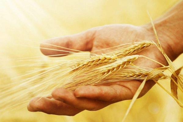 小麦和大麦的区别是什么？