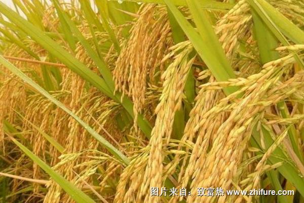 水稻二化螟防治时间是什么时候？
