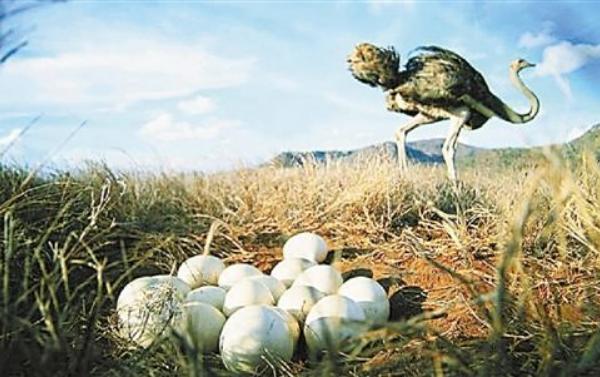 鸵鸟蛋功效与作用及禁忌 鸵鸟蛋的营养价值