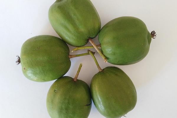 软枣猕猴桃价格多少钱一斤