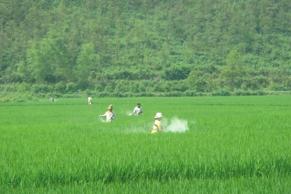 水稻负泥虫用什么药 水稻负泥虫防治方法
