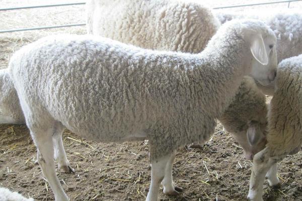 2018养小尾寒羊赚钱吗？小尾寒羊养殖的利润与投资成本及前景预测
