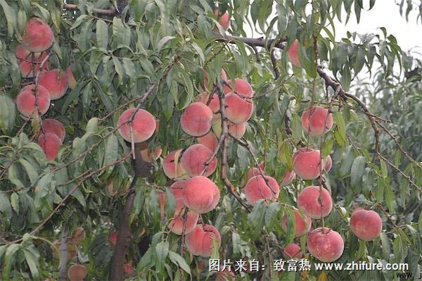 桃树的种植方法