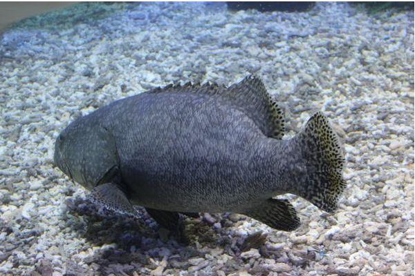 石斑鱼养殖周期