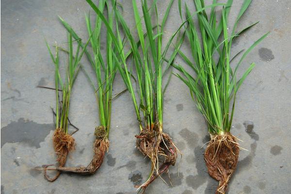 水稻负泥虫用什么药 水稻负泥虫防治方法