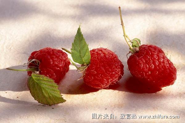 树莓价格多少钱一斤