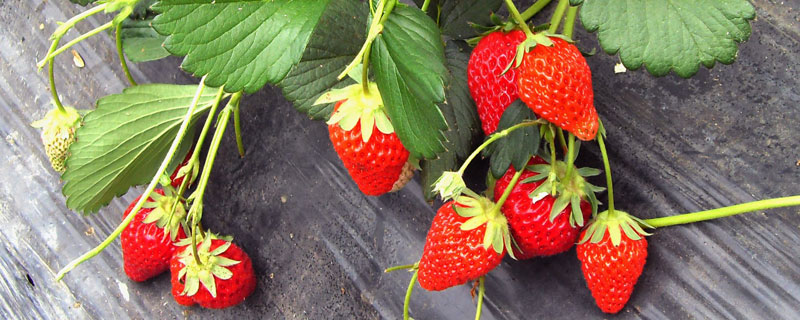 红玉草莓介绍，特点果型大味道甜，优点抗病性强产量较高