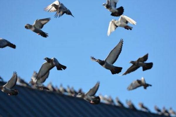 信鸽怎么知道往哪飞 信鸽的飞行速度有多快