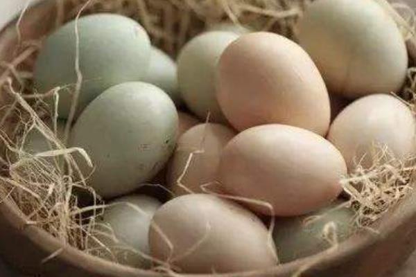 野鸡蛋市场价格多少钱一个 野鸡蛋要孵化多少天