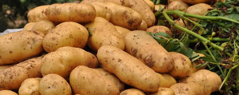 土豆种植技术与管理方法，适时追肥，积极防病虫害