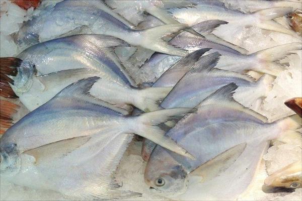 白鲳鱼价格多少钱一斤？