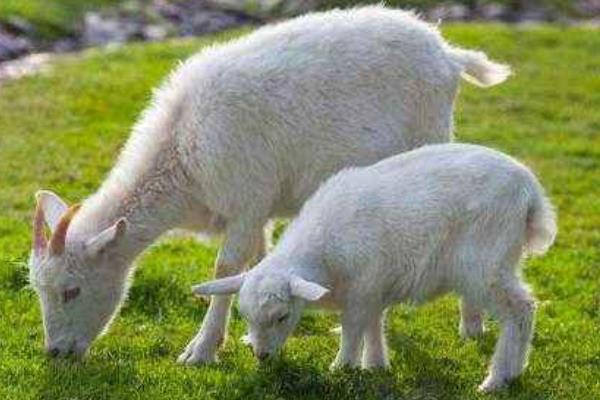 绵羊肉和山羊肉的区别 山羊和绵羊哪个贵