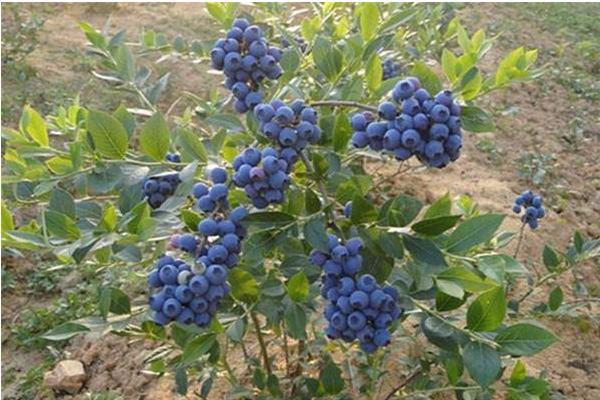 蓝莓树苗市场价格多少钱一棵 蓝莓树苗怎么种植