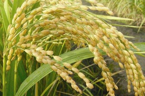 水稻价格多少钱一斤？