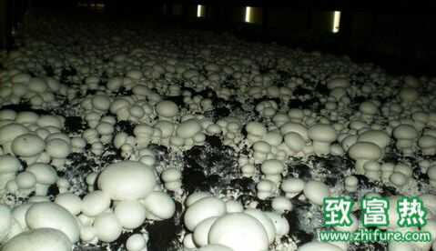 蘑菇栽培过程中培养料上床和播种技术