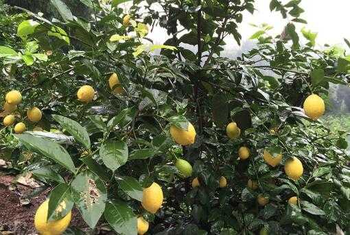 2017种植柠檬赚钱吗