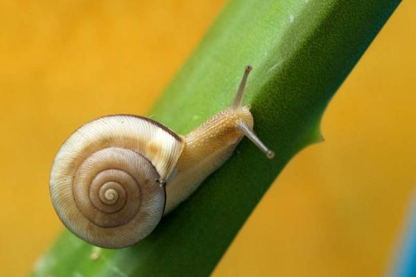 什么样的蜗牛有毒 蜗牛是怎么爬行的