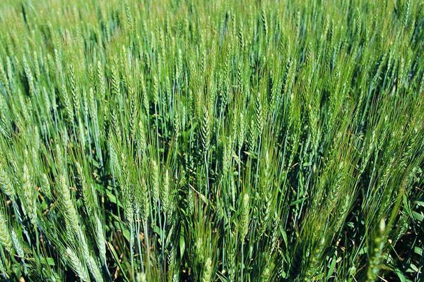 春小麦和冬小麦的区别是什么 春小麦和冬小麦的收获时间