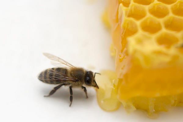 养蜂一年能赚多少钱？